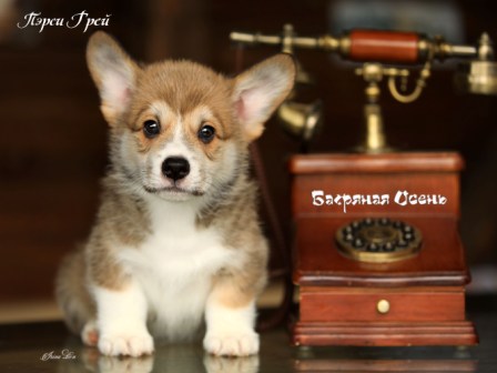 Щенки Вельш Корги Пемброк помета П-5 2022 года.