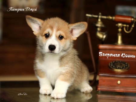 Щенки Вельш Корги Пемброк помета П-6 2022 года.