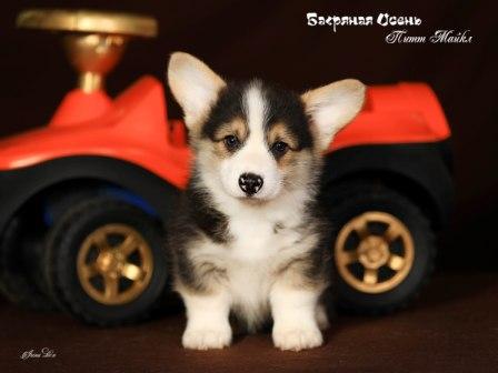 Щенки Вельш Корги Пемброк 2023 года помета П-23 1.