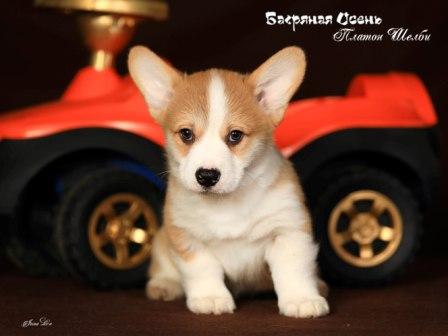 Щенки Вельш Корги Пемброк 2023 года помета П-23 2.