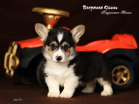 Щенки Вельш Корги Пемброк 2023 года помета П-23 3.