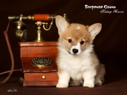 Щенки Вельш Корги Пемброк 2023 года помета П-23 4.