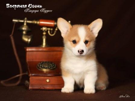 Щенки Вельш Корги Пемброк 2023 года помета П-23 5.