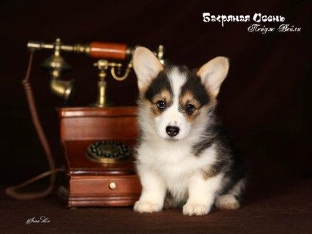 Щенки Вельш Корги Пемброк 2023 года помета П-23 6.