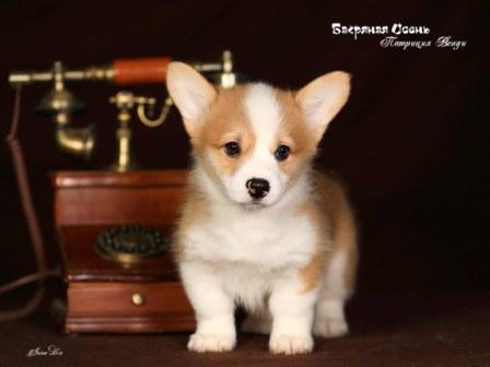 Щенки Вельш Корги Пемброк 2023 года помета П-23 7.