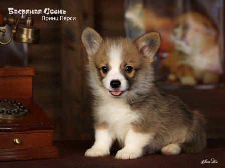 Щенки Вельш Корги Пемброк 2024 года помета литер П-1