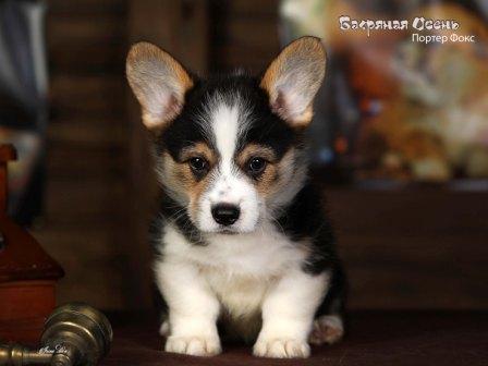Щенки Вельш Корги Пемброк 2024 года помета литер П-2