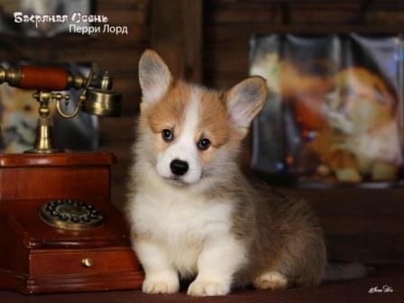 Щенки Вельш Корги Пемброк 2024 года помета литер П-3