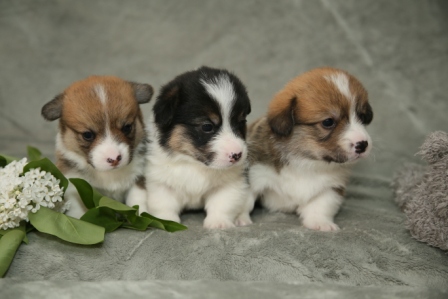 Щенки Корги литер Р-7. Багряная осень.