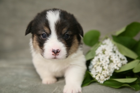 Щенки Корги литер Р-1. Багряная осень.