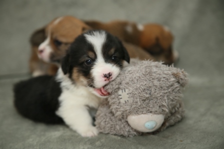 Щенки Корги литер Р-2. Багряная осень.