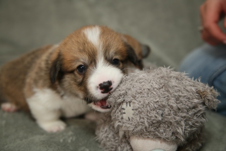 Щенки Корги литер Р-3. Багряная осень.