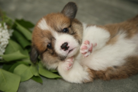 Щенки Корги литер Р-4. Багряная осень.