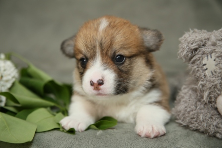 Щенки Корги литер Р-5. Багряная осень.