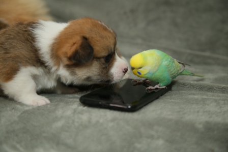 Щенки Корги литер Р-6. Багряная осень.