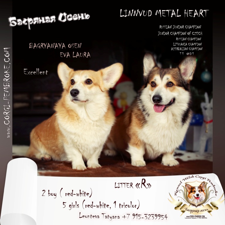 Презентация помета Вельш Корги Пемброк 20121 года литер Р-21