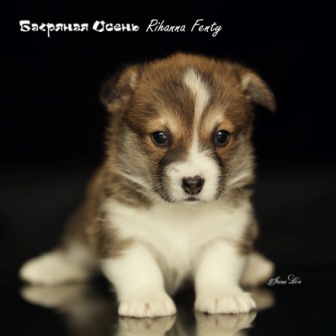 Щенки Вельш Корги Пемброк 2021 года литер Р-21-1