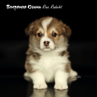 Щенки Вельш Корги Пемброк 2021 года литер Р-21-2