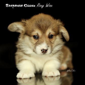 Щенки Вельш Корги Пемброк 2021 года литер Р-21-3