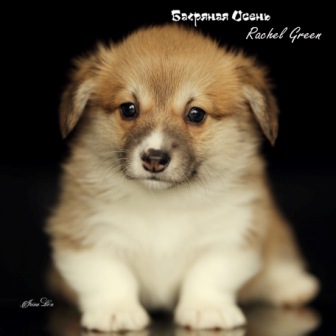 Щенки Вельш Корги Пемброк 2021 года литер Р-21-4