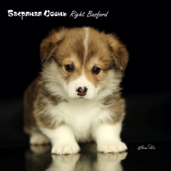 Щенки Вельш Корги Пемброк 2021 года литер Р-21-6