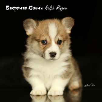 Щенки Вельш Корги Пемброк 2021 года литер Р-21-7