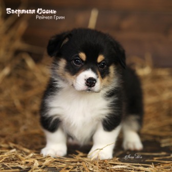 Щенки Вельш Корги Пемброк помета литер Р-1 2022 года.