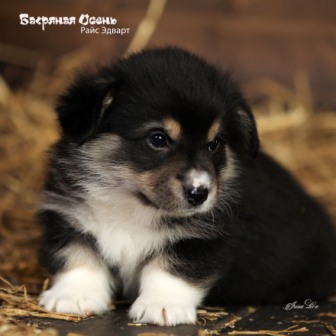 Щенки Вельш Корги Пемброк помета литер Р-2 2022 года.