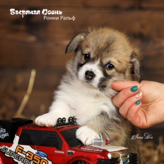 Щенки Вельш Корги Пемброк помета литер Р-4 2022 года.