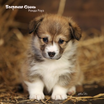 Щенки Вельш Корги Пемброк помета литер Р-5 2022 года.