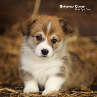 Щенки Вельш Корги Пемброк помета литер Р-6 2022 года.