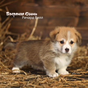 Щенки Вельш Корги Пемброк помета литер Р-7 2022 года.