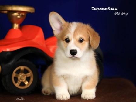 Щенки Вельш Корги Пемброк помета 2023 года литер Р-2