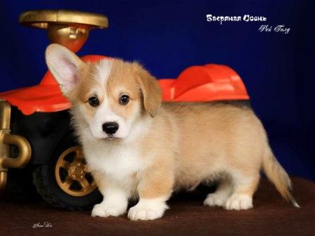 Щенки Вельш Корги Пемброк помета 2023 года литер Р-3