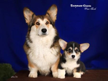 Щенки Вельш Корги Пемброк помета 2023 года литер Р-4