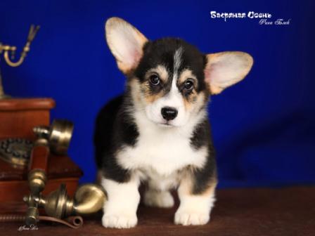 Щенки Вельш Корги Пемброк помета 2023 года литер Р-5