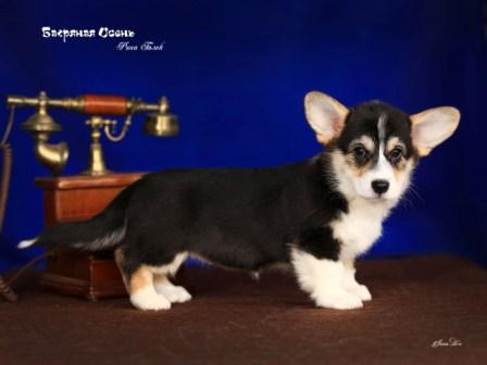 Щенки Вельш Корги Пемброк помета 2023 года литер Р-6