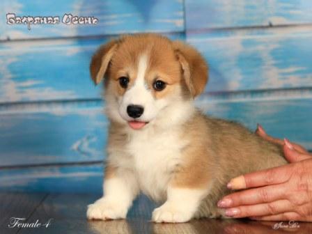 Купить щенка Вельш Корги Пемброк помета 2024 года литер Р-1