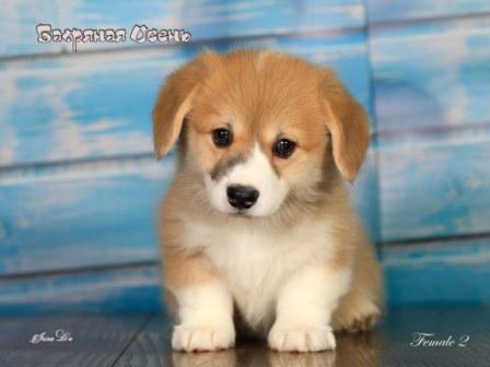 Купить щенка Вельш Корги Пемброк помета 2024 года литер Р-3