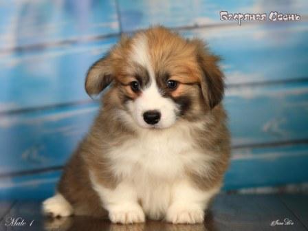 Купить щенка Вельш Корги Пемброк помета 2024 года литер Р-4