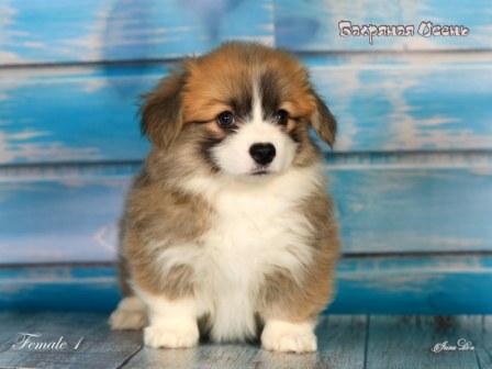 Купить щенка Вельш Корги Пемброк помета 2024 года литер Р-5