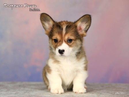 Купить щенка Вельш Корги Пемброк помета 2025 года литер Р Райна