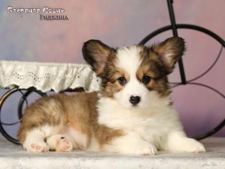 Купить щенка Вельш Корги Пемброк помета 2025 года литер Р Риджина