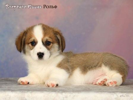 Купить щенка Вельш Корги Пемброк помета 2025 года литер Р Рольф