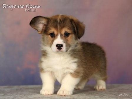 Купить щенка Вельш Корги Пемброк помета 2025 года литер Р Ронни