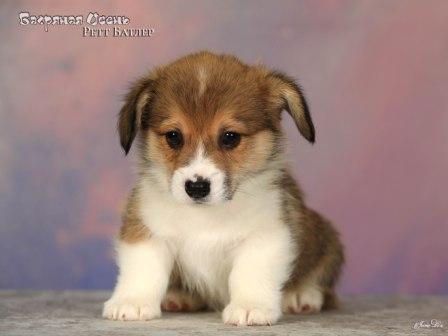 Купить щенка Вельш Корги Пемброк помета 2025 года литер Р Ретт Батлер