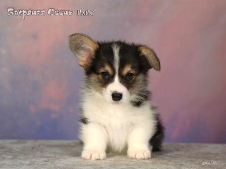 Купить щенка Вельш Корги Пемброк помета 2025 года литер Р Райс