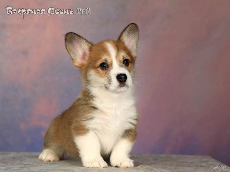 Купить щенка Вельш Корги Пемброк помета 2025 года литер Р Рей