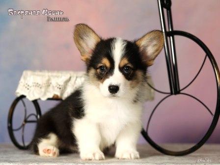 Купить щенка Вельш Корги Пемброк помета 2025 года литер Р Рашель