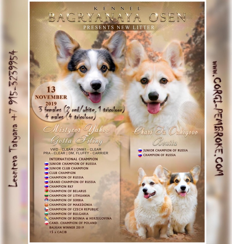 Презентация помета Ш Вельш Корги Пемброк. Багряная осень.